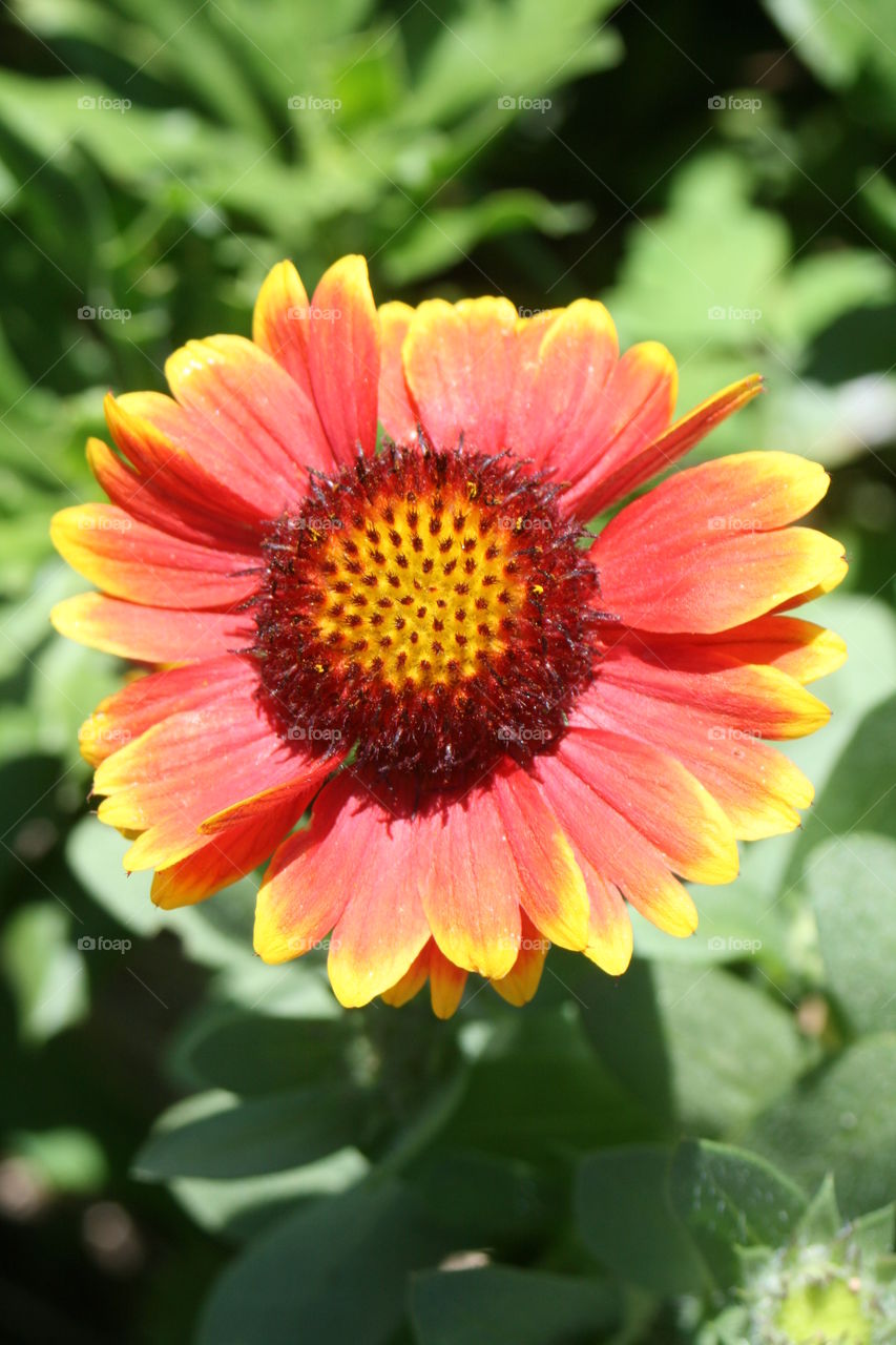 Close-up of blooming gaillardia flower