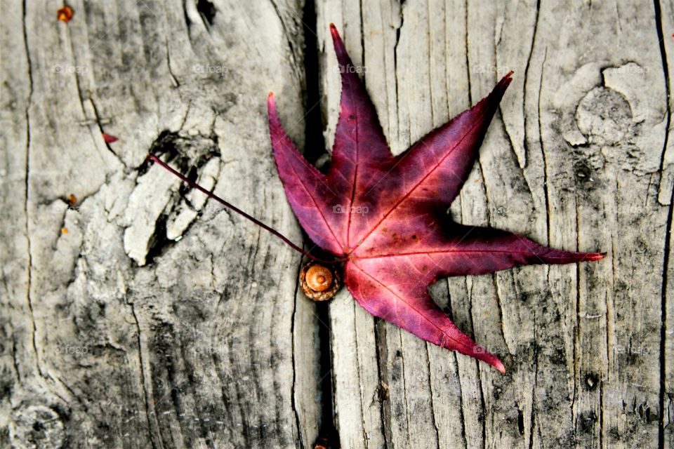 contrasts.  textures of a trees lifecycle.  acorn, leaf, and end product, a dock.