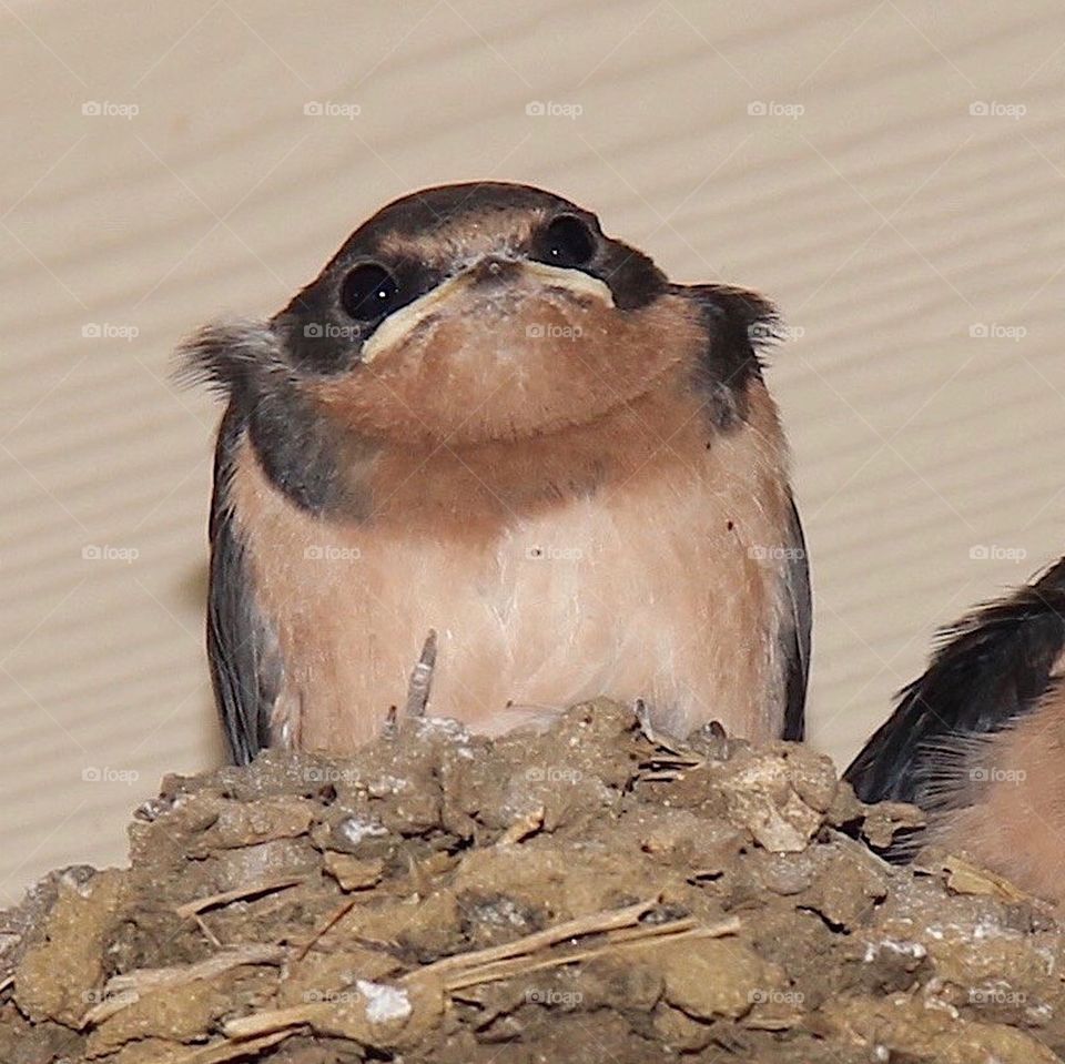 Bird in nest