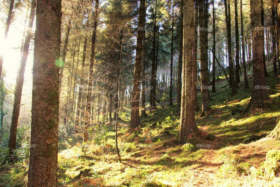 Sunlight in forest