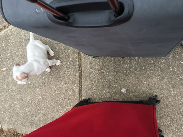 Wonder pup