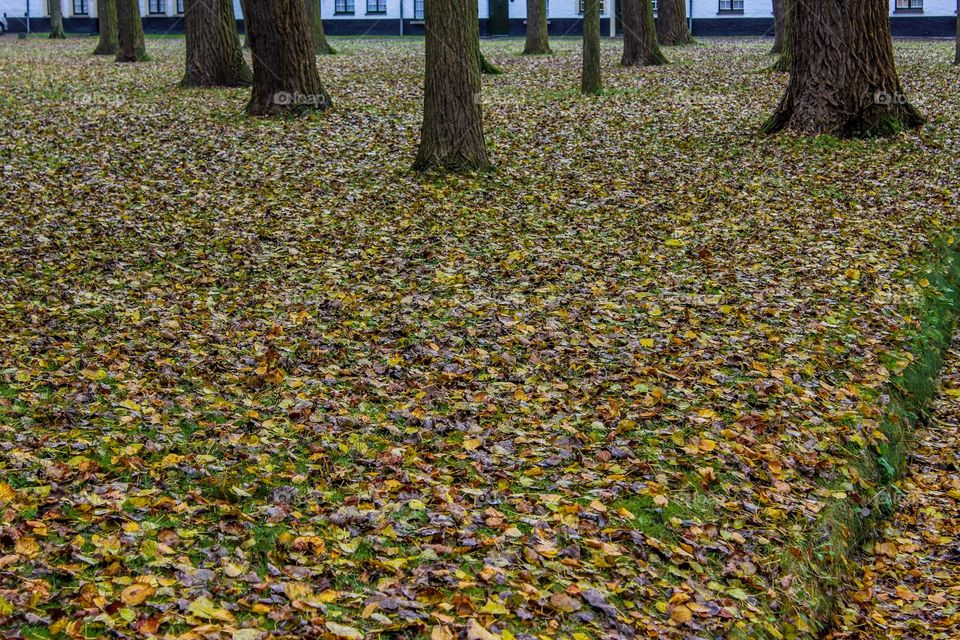 A carpet of autumn leaves 