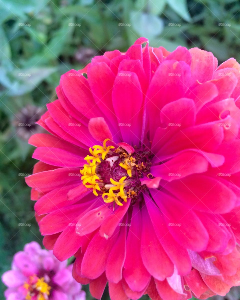 Vibrant Pink Flower