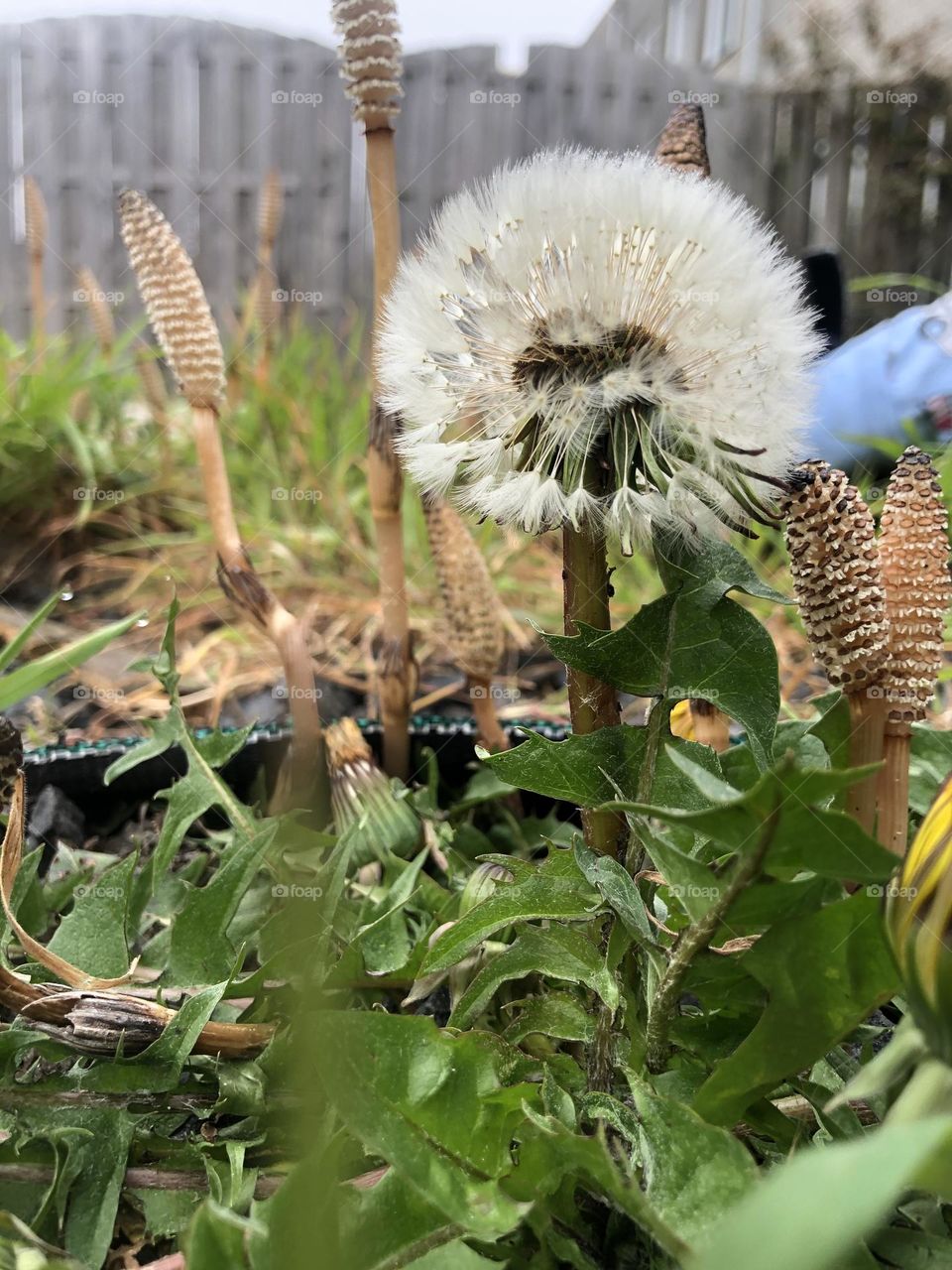 I have always admired how full dandelions look. This little guy started to grow in my backyard.