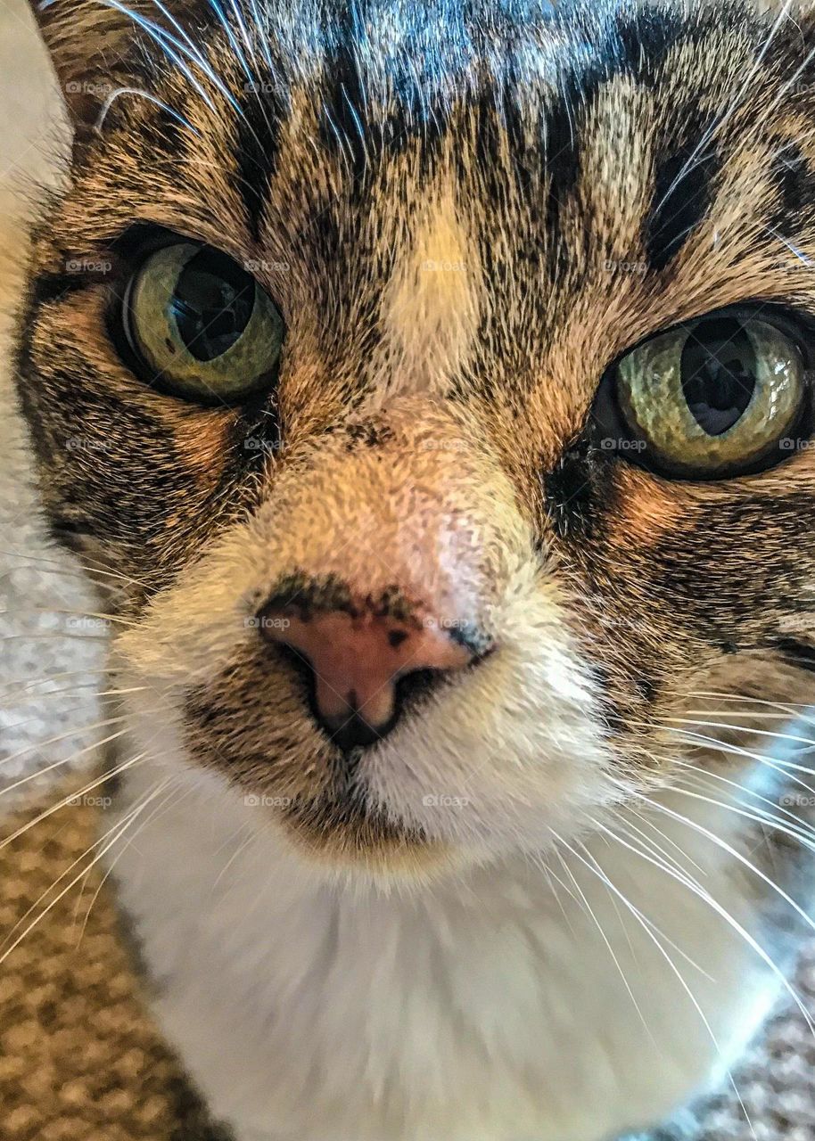 A close-up portrait of a household cat named Bella.