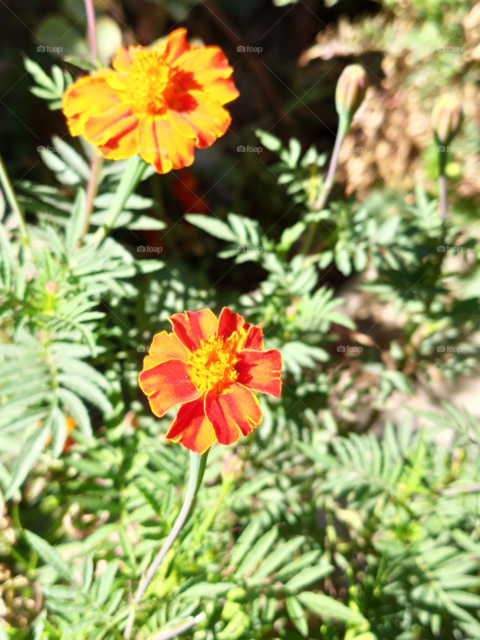 red and orange flower with green leaves in
