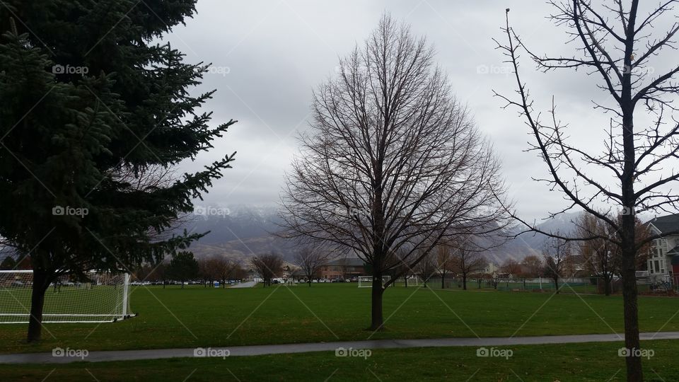Tree, Landscape, No Person, Wood, Park