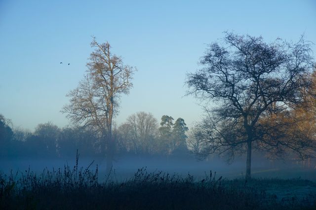 Rolling Fog
