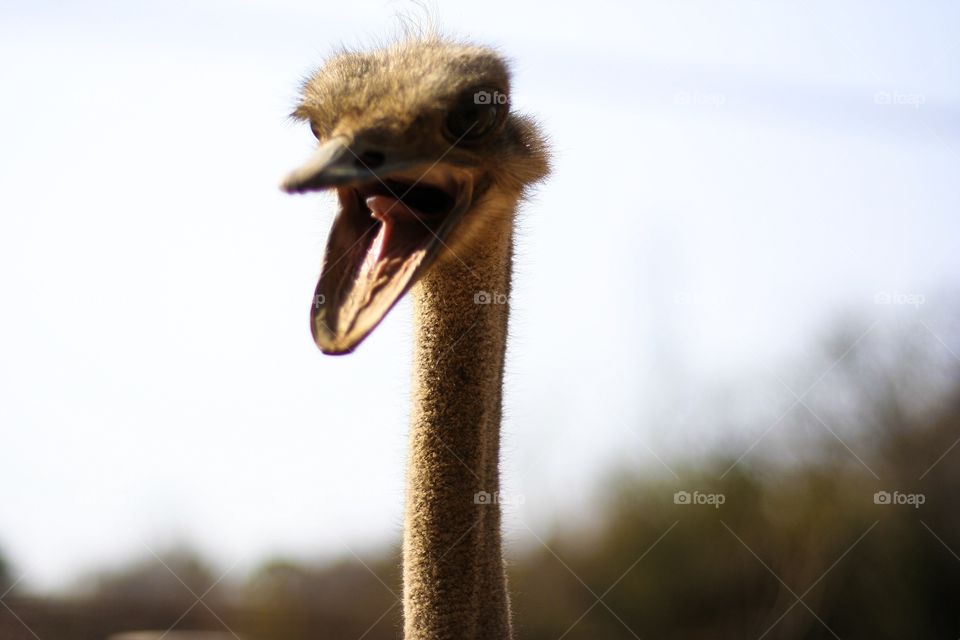 This ostrich was laughing at us while watching it. Even showing us his tongue as he laughed 