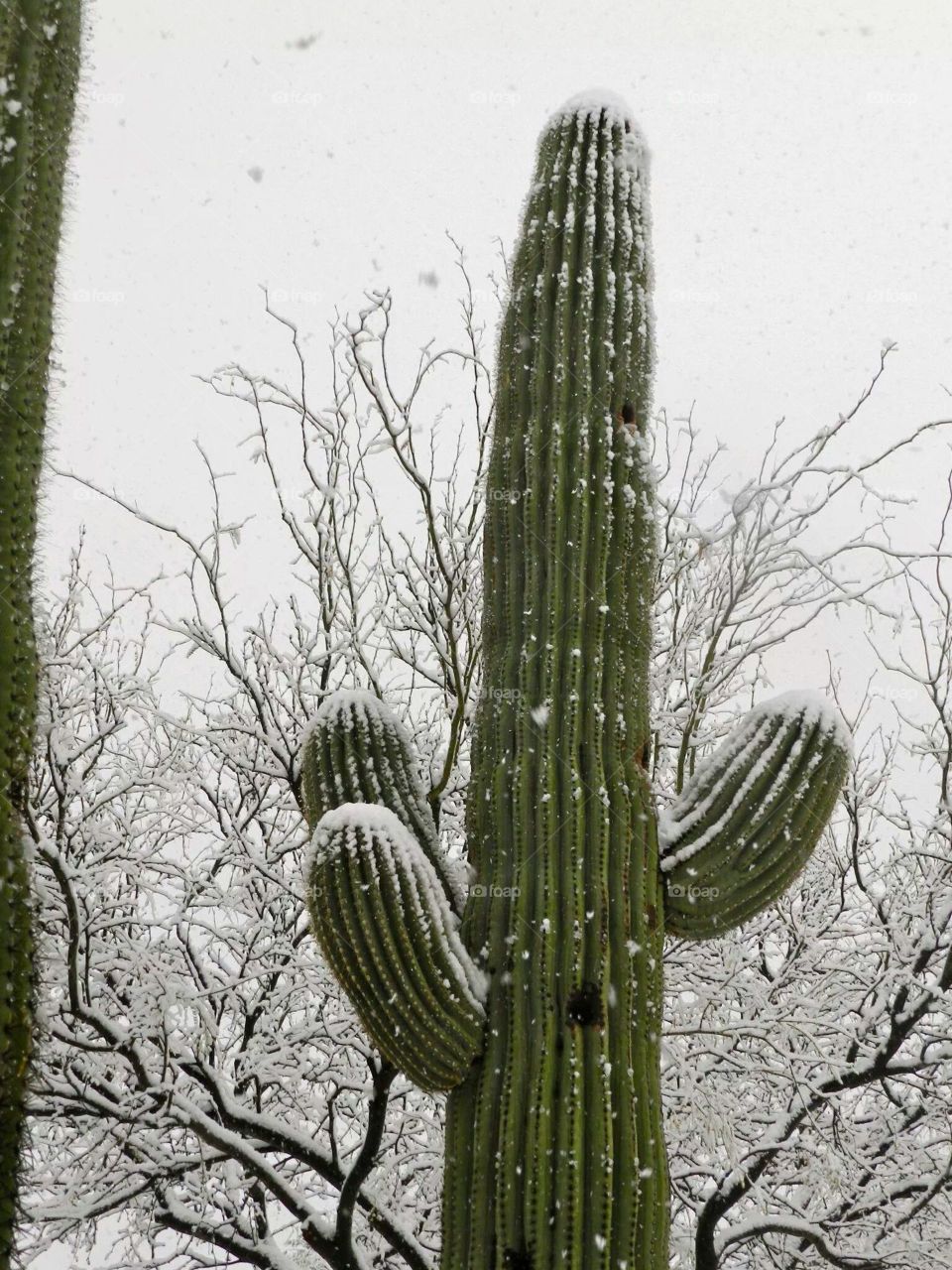 Tucson, AZ snow. Rare picture of Saguaro in the snow