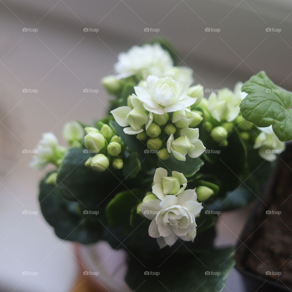 Kalanchoe blossfeldiana