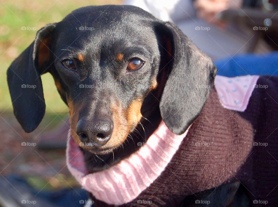 Dachshund Sporting A Sweater