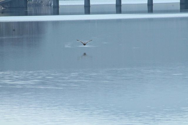 flying bird