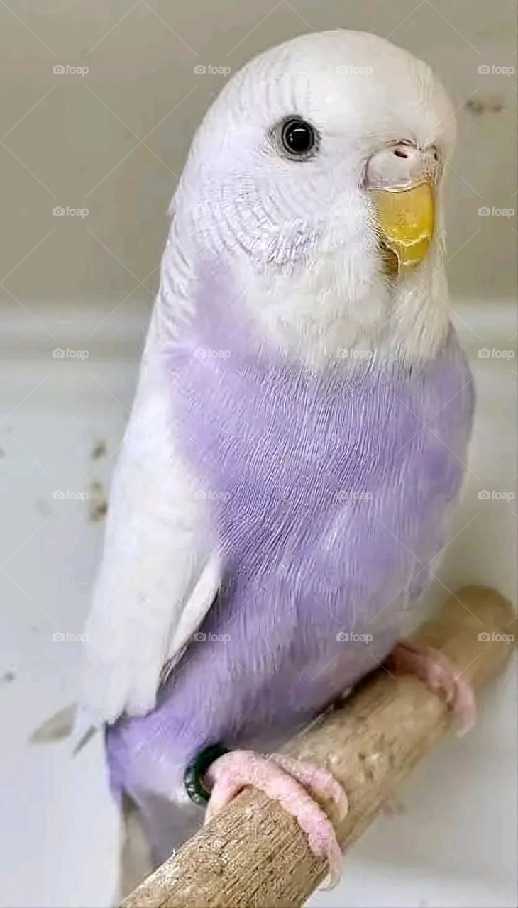 A very beautiful picture, and there is no better picture than it. There is no better picture of green herbs and colorful, red and white roses than it. Glory be to God, the natural and picturesque view, and there is no more wonderful picture than it.