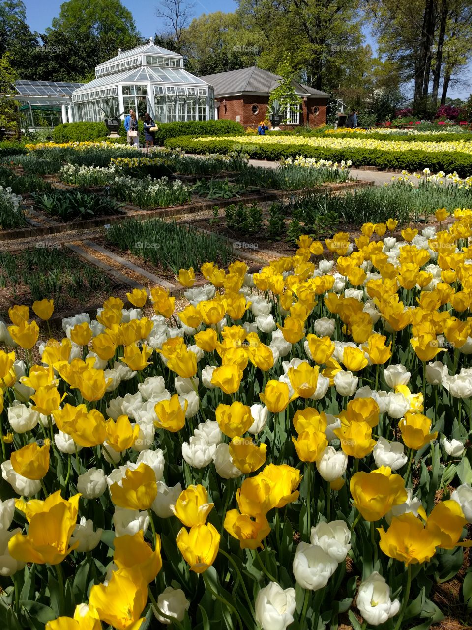 garden at spring, yellow tulips