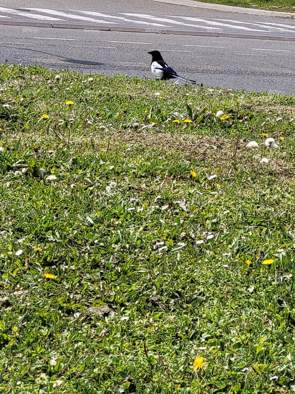 Une pie dans l'herbe