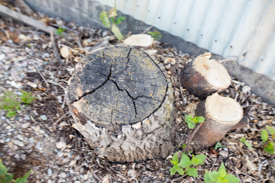 stump