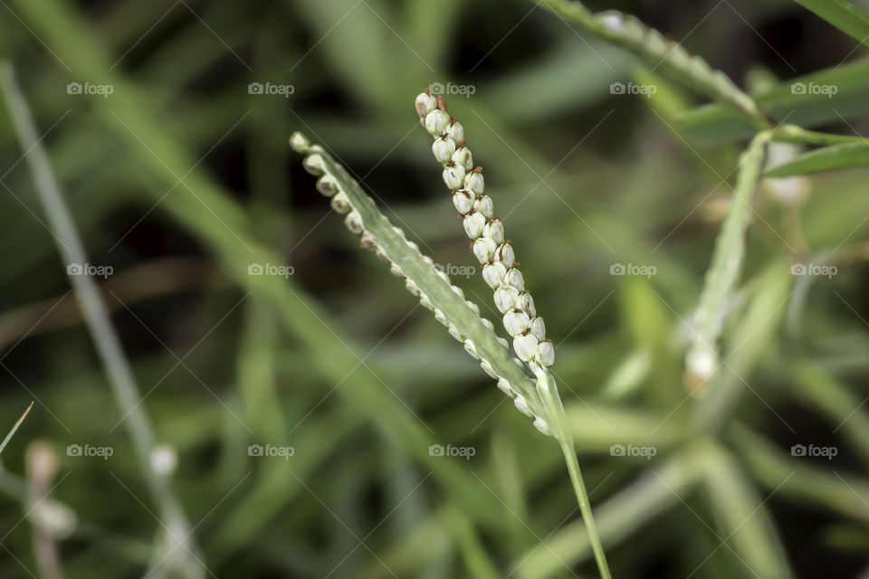 Sprout seed and green leaf. Fresh baby young plant growing in outdoor natural sunlight in vegetable garden field environment. Springtime outdoor macro photography. Beginning of new life grow concept.