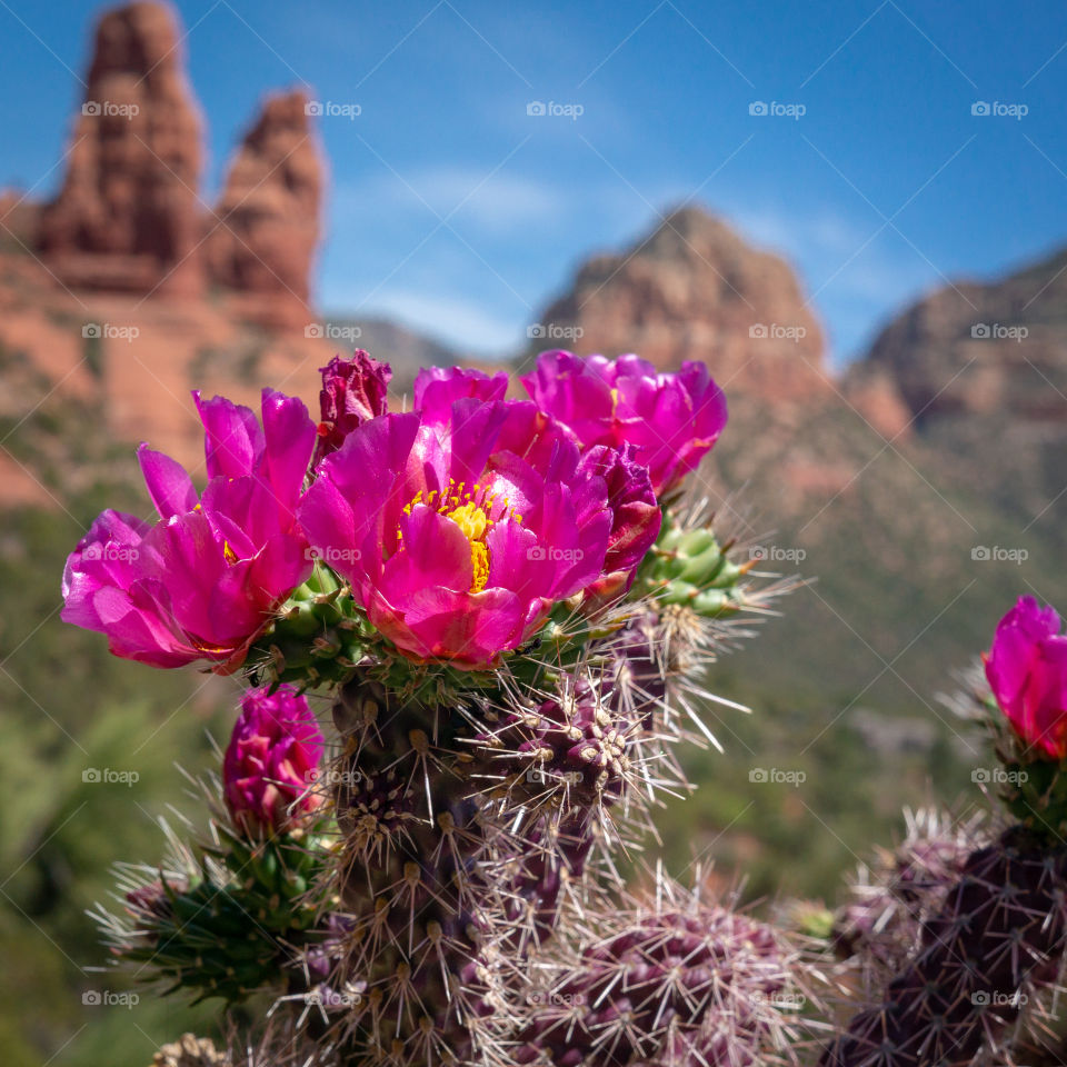 Desert cactus flowers. 