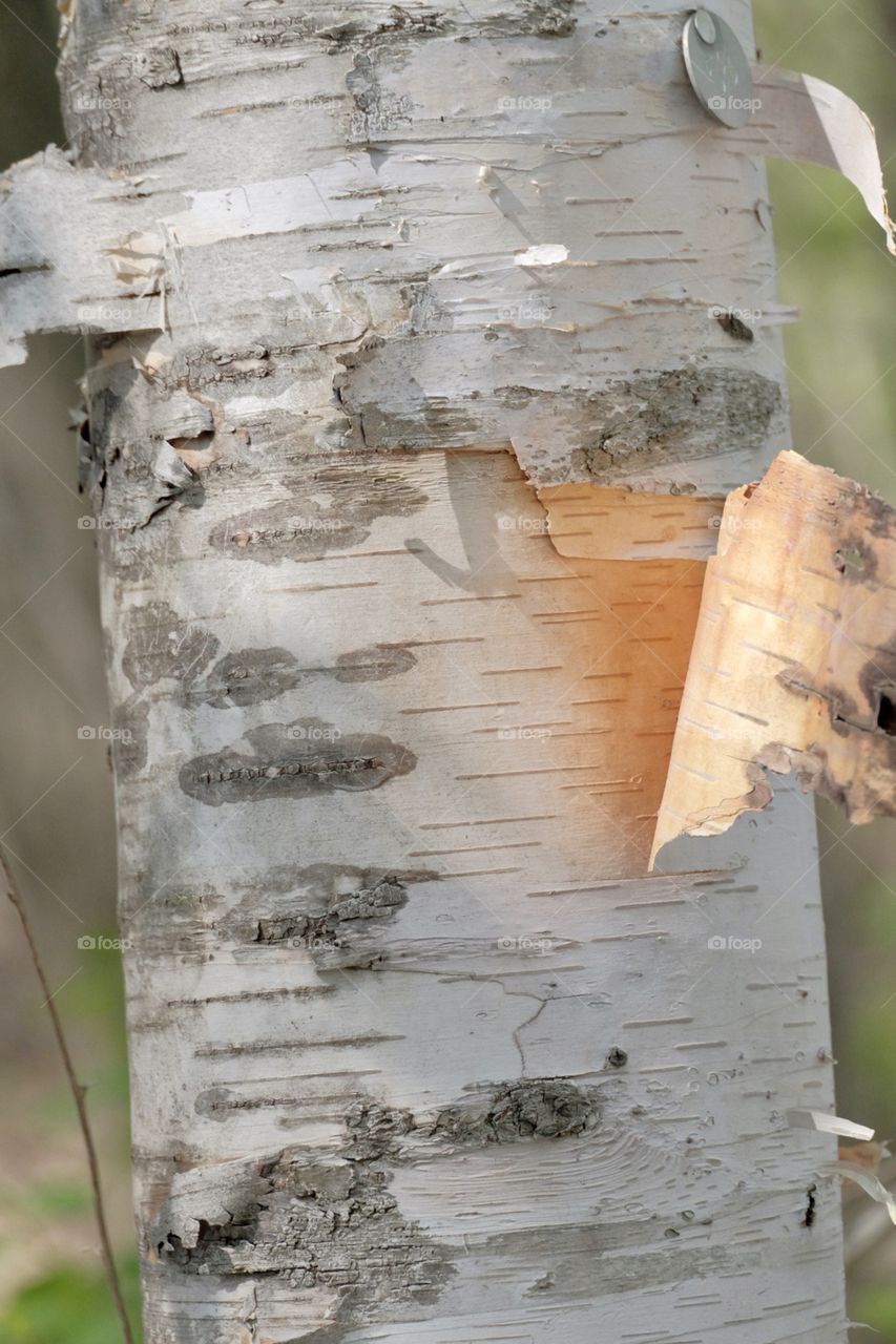 This Birch tree was taken with my fuji xt1 in Montreal Canada 🇨🇦