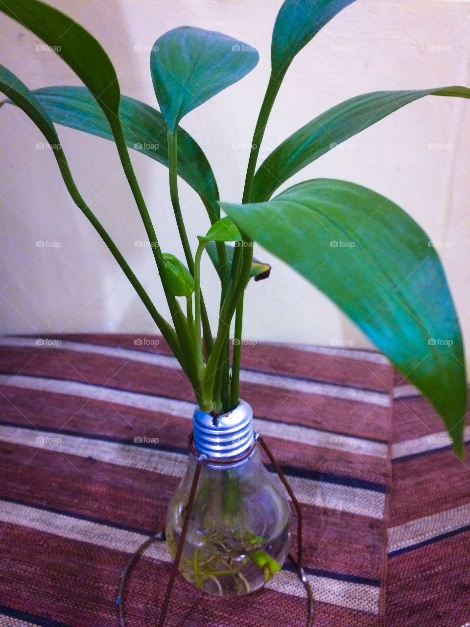 Light bulb plant vase