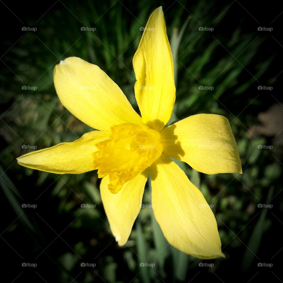 yellow narcissus