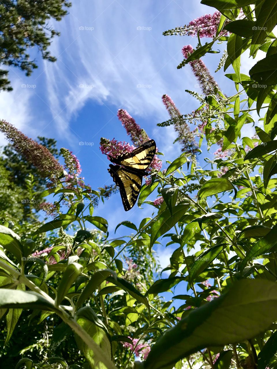 Butterfly on butterfly bush