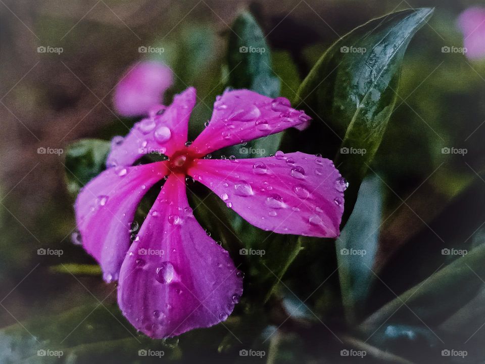 It was foggy and drizzling in spring, so the periwinkles were covered with water drops.