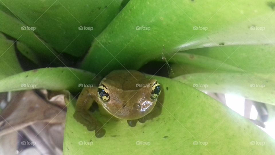 Frog on aloe vera leaf
