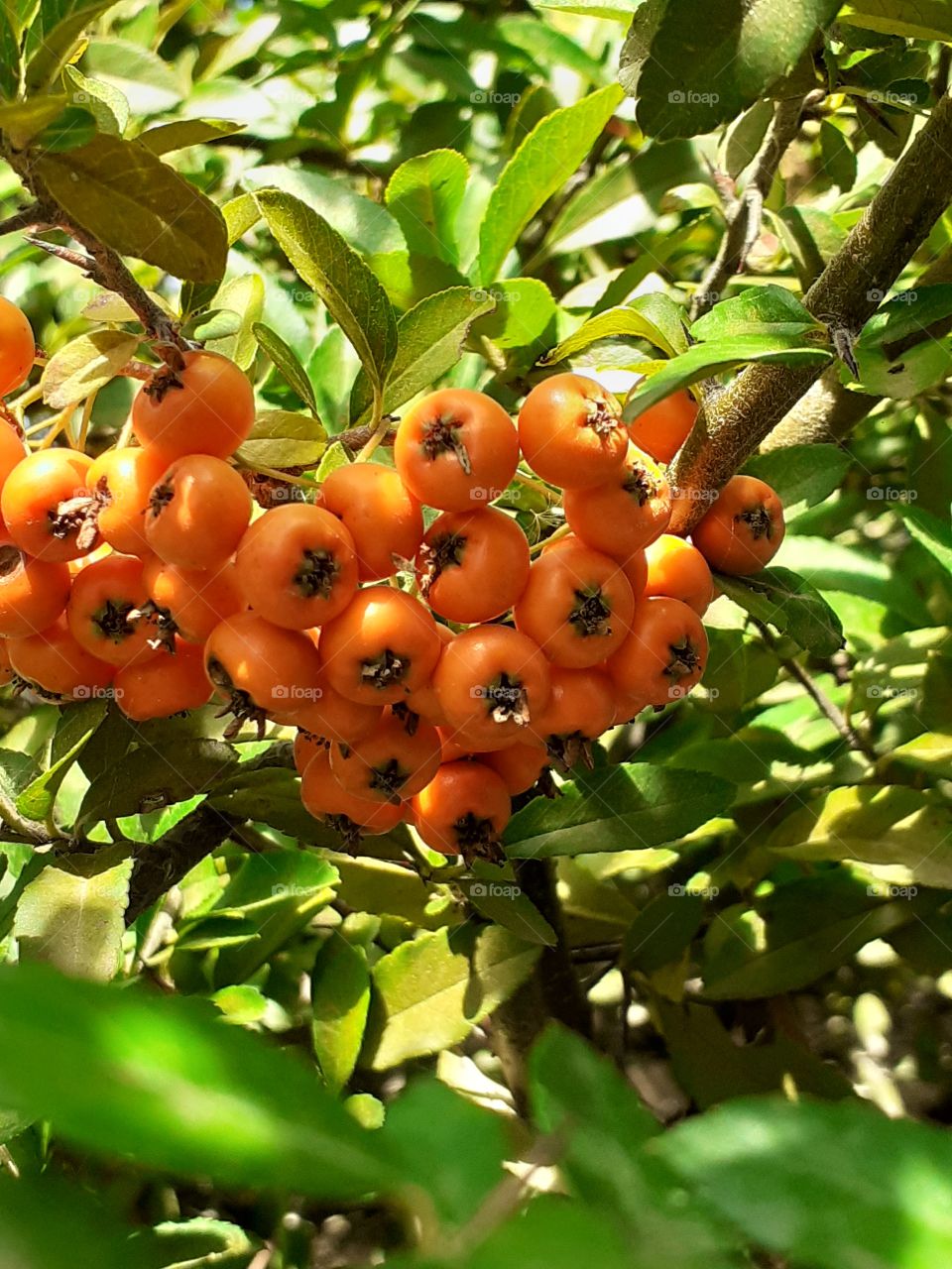 soleados frutos de una planta