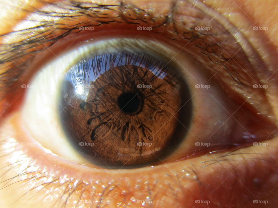 Macro shot of brown eye
