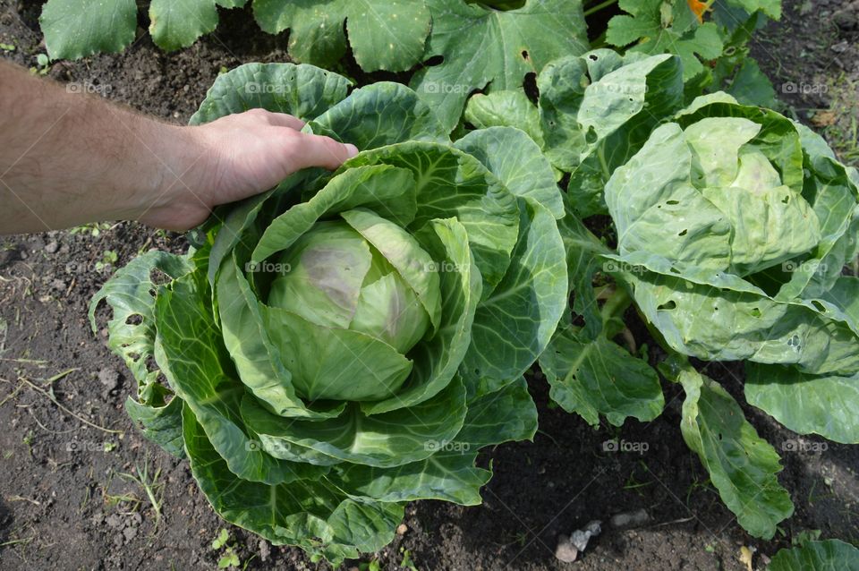 cabbage on field