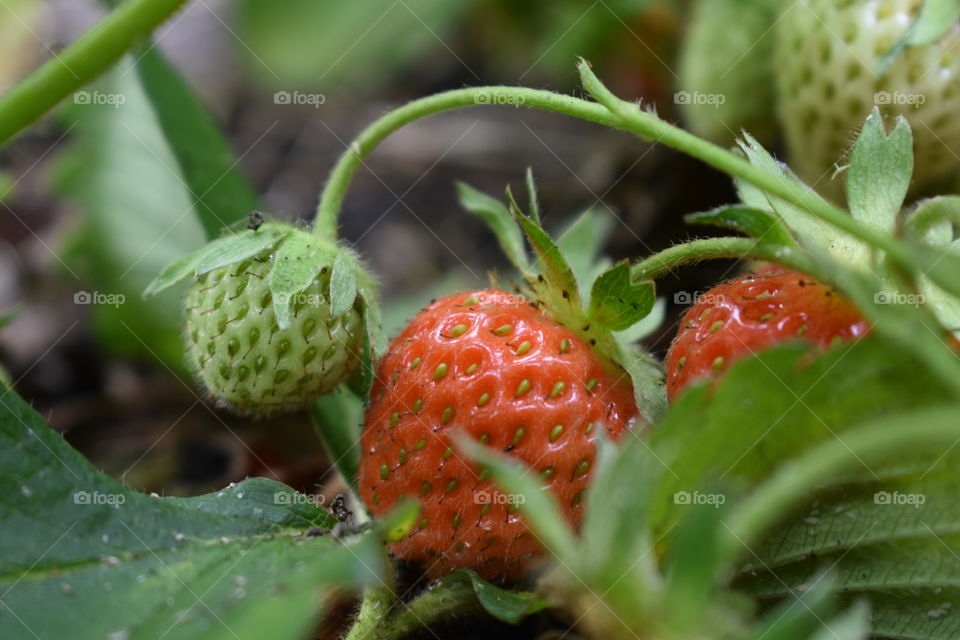 Strawberries growing in the garden