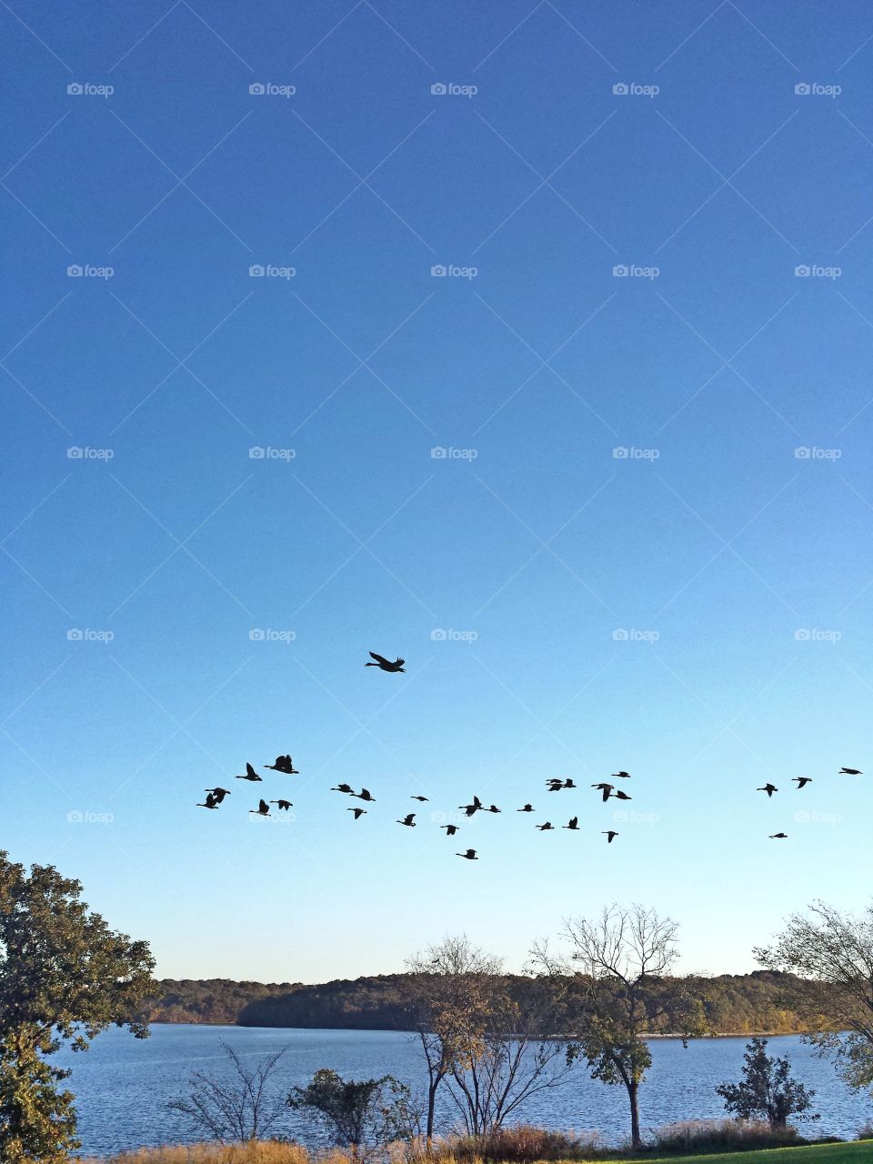 Canadian Geese Fly By