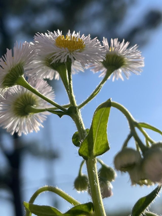 Beautiful Fleabane Flower
