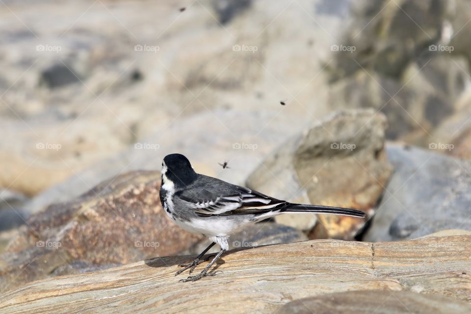 Wagtail end fly 