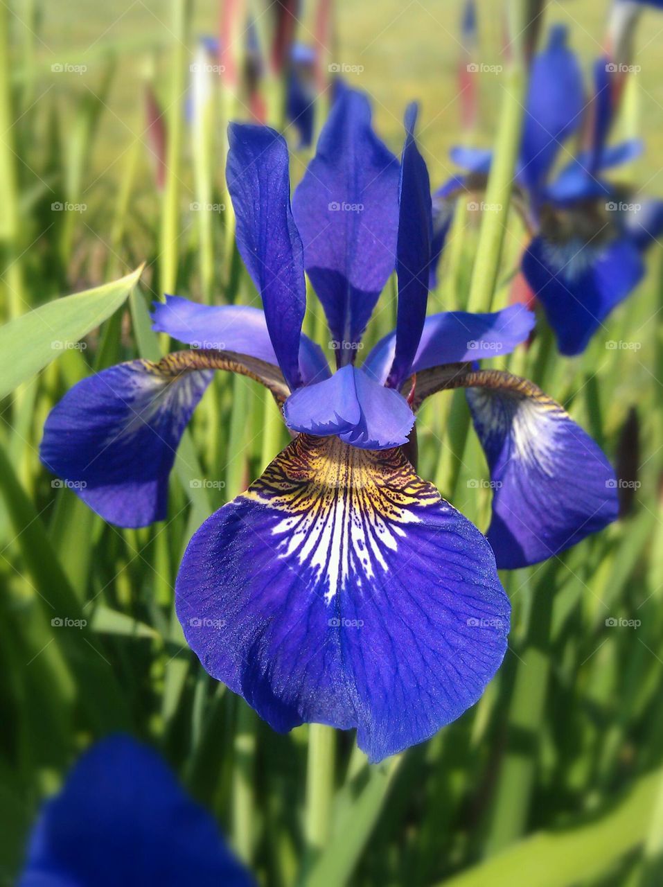 Iris . Blue bearded iris