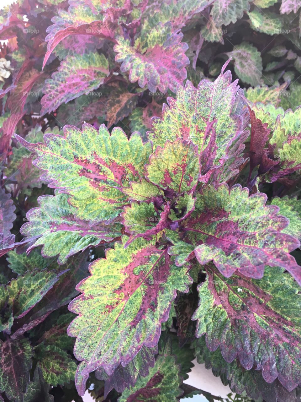 Green And purple leaves