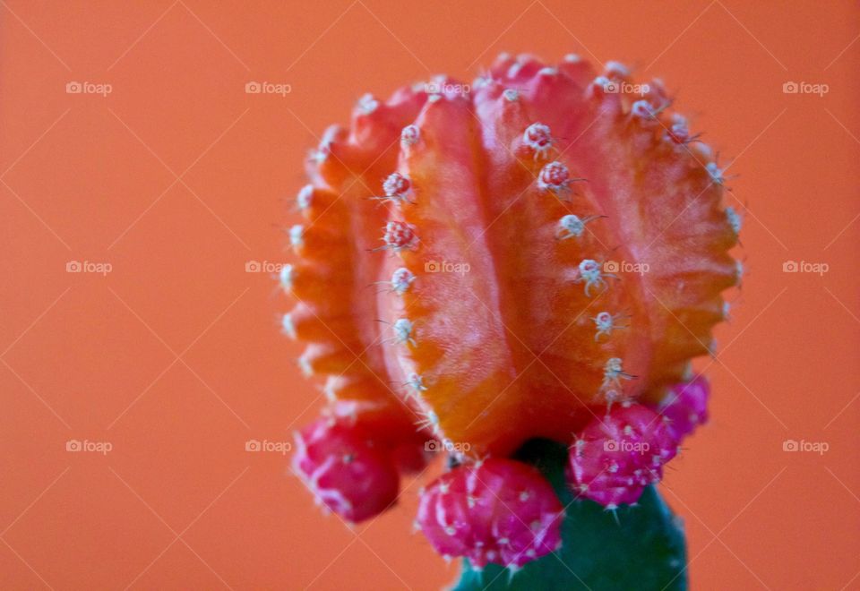 Orange cactus plant