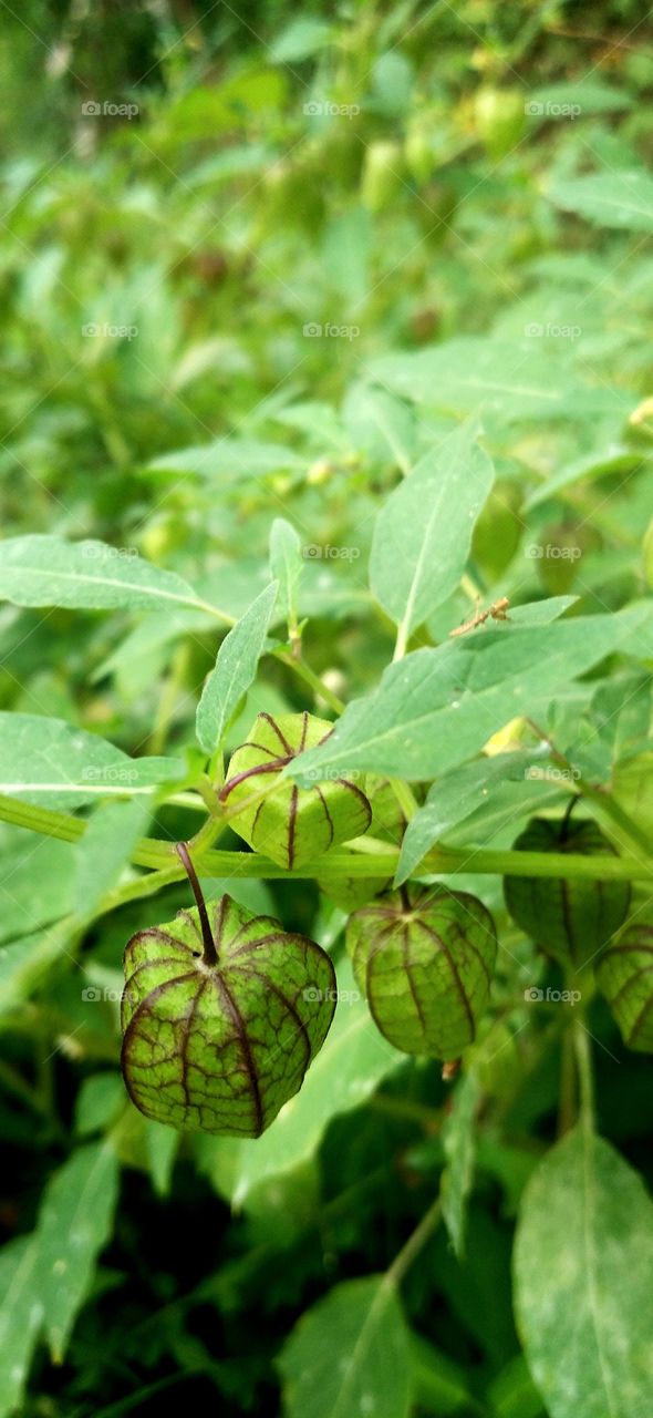 Physalis is the name of a small fruit, which when ripe is covered by enlarged flower petals.