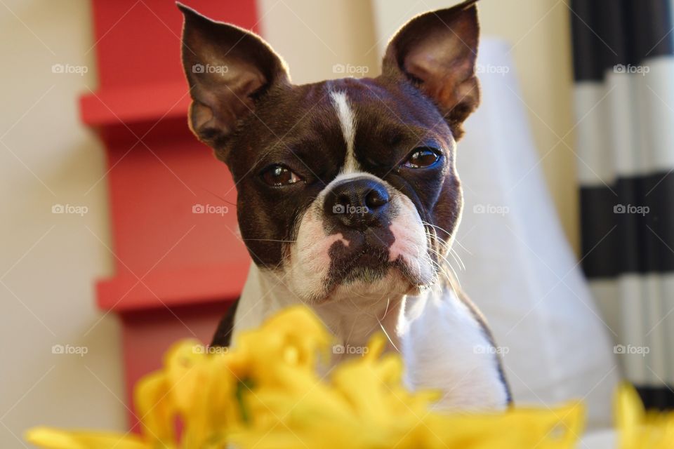 Cute Boston Terrier looking over yellow flowers