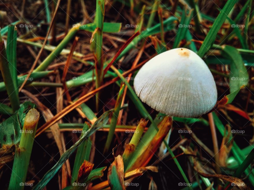 Mushroom