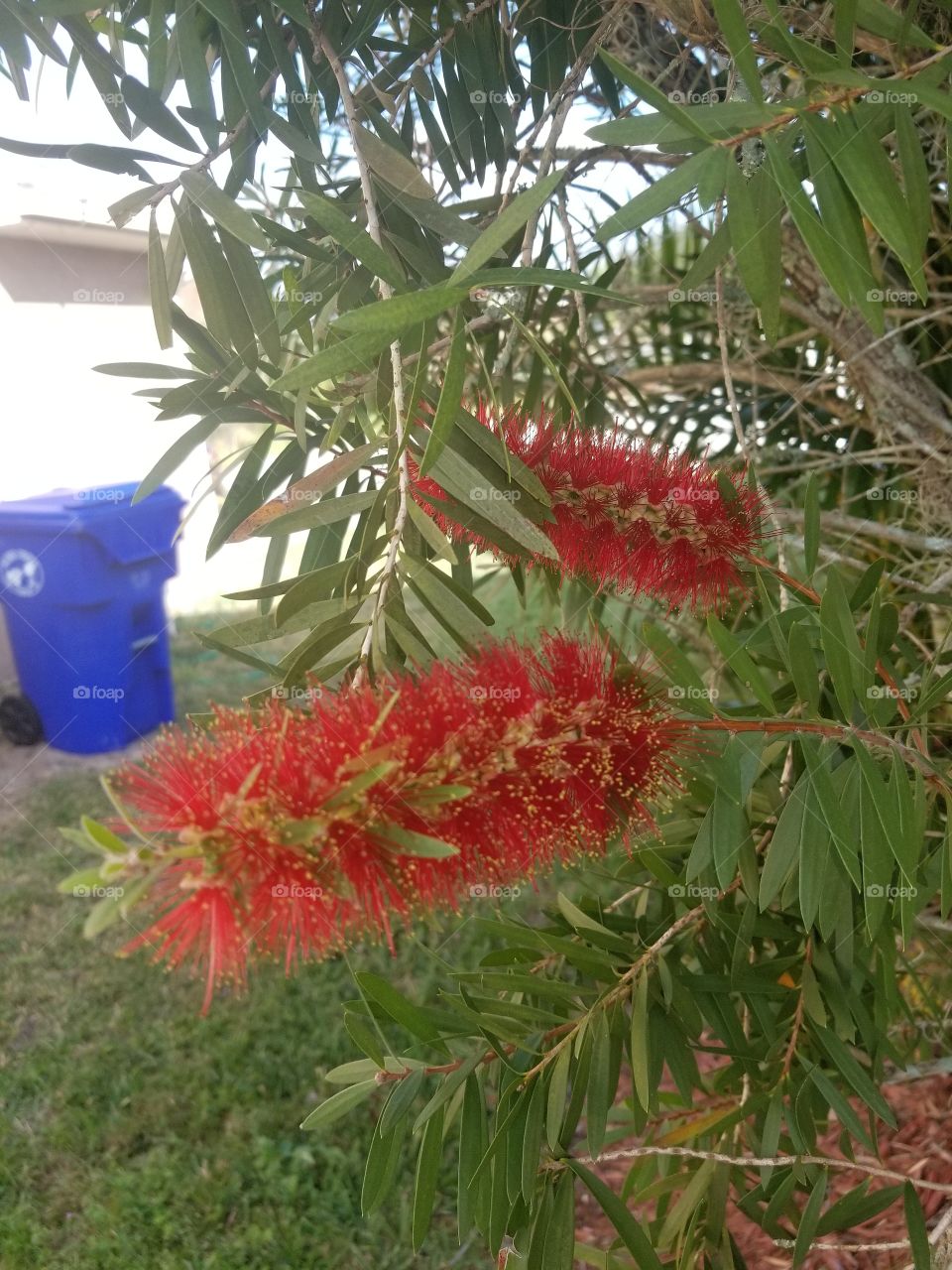 Bela flor vermelha.