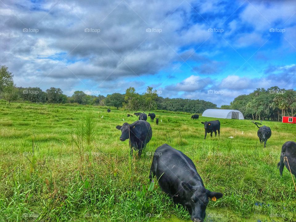 Cows roaming a field 