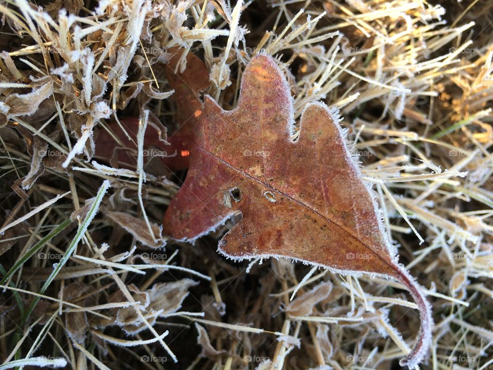 Frosty oak leaf 