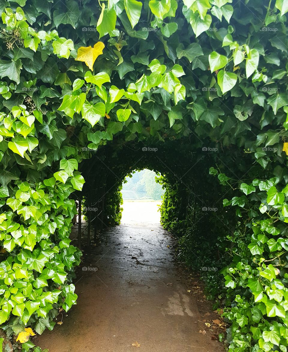 Hedge tunnel. Hampstead Heath, London. Uk
