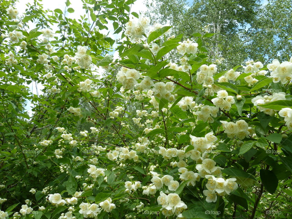 June flowers of summer