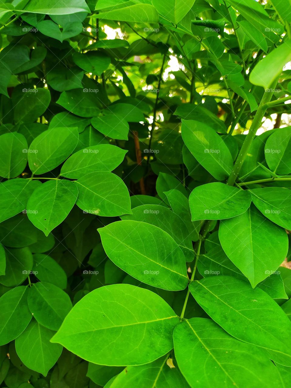 Plant with green leaves on the roadside