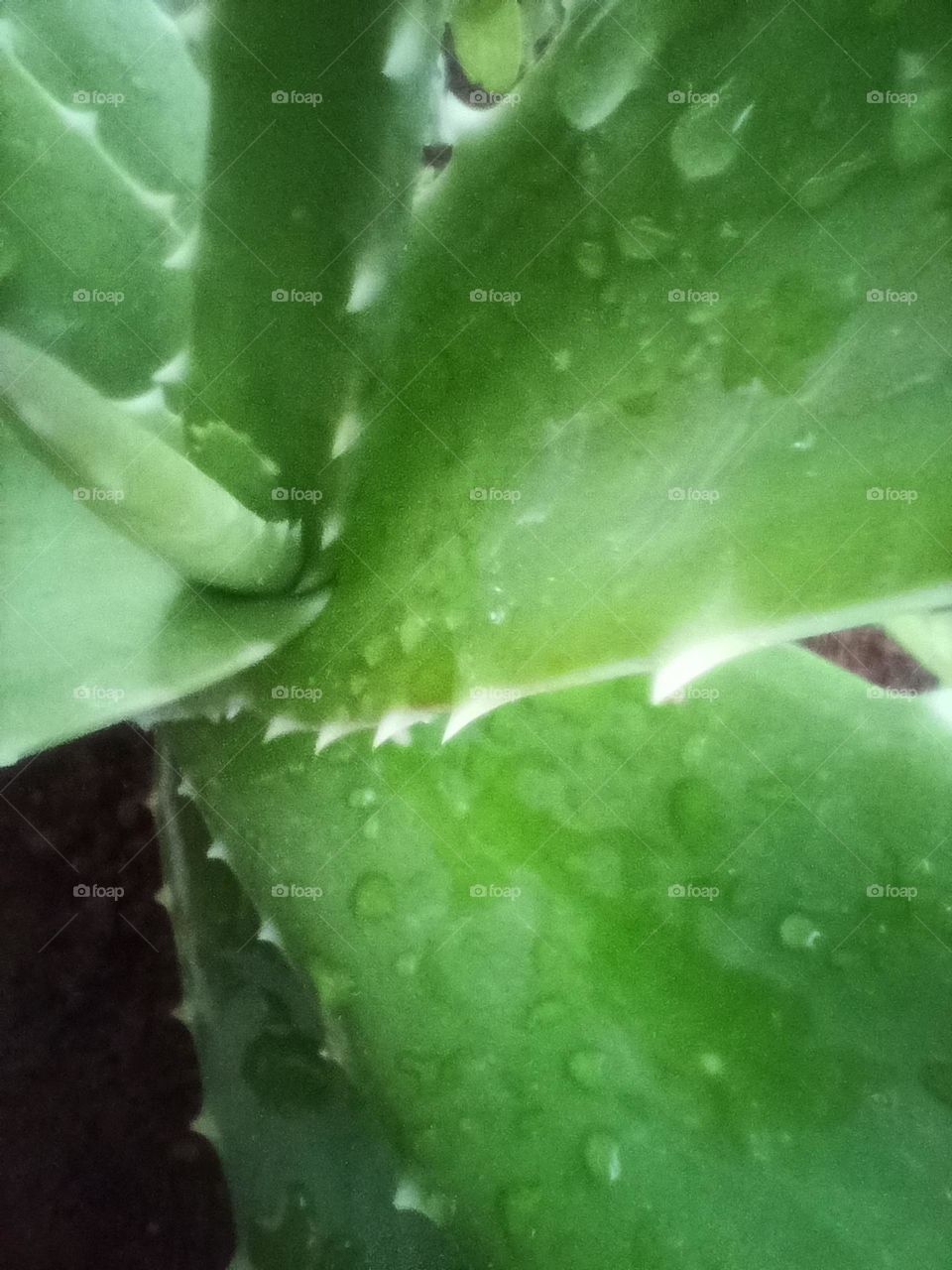 Thorny Aloevera leaves, macro shot