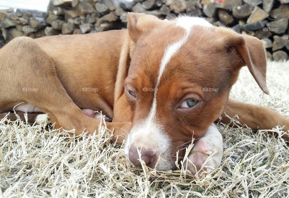 Catahoula Pit bull terrier cross mix with green eyes blaze face and brindle coat sitting in the winter grass looking sweet and tired in front of a pile of wood